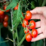 لیست قیمت گوجه فرنگی گیلاسی صادراتی ۱۴۰۱