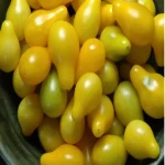 خرید گوجه فرنگی زرد ارگانیک با قیمت استثنایی