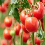 قیمت خرید گوجه فرنگی ارومیه + تست کیفیت