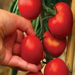 قیمت خرید گوجه فرنگی گلخانه ای + خواص، معایب و مزایا