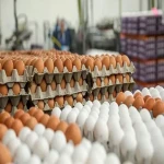 خرید عمده تخم مرغ روز ۳۰ عددی با بهترین شرایط