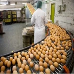 خرید عمده سیستم جمع آوری تخم مرغ با بهترین شرایط