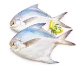 ماهی حلوا سفید بزرگ (زبیدی) نقره ای خاکستری لذیذ ویتامین (A D)