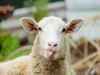 گوسفند زنده هشتگرد آشنایی صفر تا صد قیمت خرید عمده