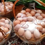 راهنمای خرید تخم مرغ روز کرمانشاه با شرایط ویژه و قیمت استثنایی