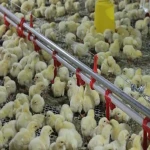 راهنمای خرید آبخوری مرغداری صنعتی با شرایط ویژه و قیمت استثنایی