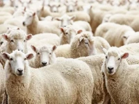 راهنمای خرید گوسفند زنده گوهردشت با شرایط ویژه و قیمت استثنایی