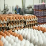 خرید عمده تخم مرغ روز مشهد با بهترین شرایط
