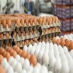 خرید عمده تخم مرغ محلی گرگان با بهترین شرایط