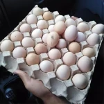 لیست قیمت تخم مرغ محلی گلپایگانی به صورت عمده و با صرفه