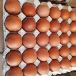 قیمت و خرید تخم مرغ محلی خوزستان با مشخصات کامل