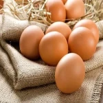 مشخصات تخم مرغ سفید رسمی و نحوه خرید عمده