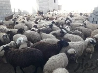 آموزش خرید گوسفند زنده شاهین شهر صفر تا صد