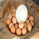 آموزش خرید تخم مرغ محلی کوچک صفر تا صد