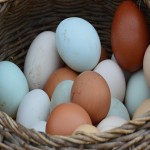 مشخصات تخم مرغ محلی تهران و نحوه خرید عمده