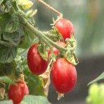 گوجه فرنگی عمده؛ گلخانه ای ارگانیک سبد پلاستیکی (10 16 25) کیلویی