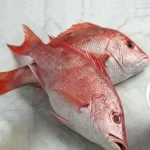 قیمت خرید ماهی سرخو اصل + مشخصات، عمده ارزان