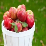 بهترین سیب درختی اشنویه + قیمت خرید عالی