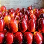 قیمت سیب درختی ارومیه + خرید و فروش عمده