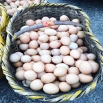 خرید عمده تخم مرغ محلی کوچک با بهترین شرایط