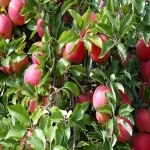 معرفی انواع سیب درختی + قیمت خرید روز