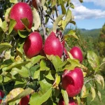 معرفی سیب درختی کوچک + بهترین قیمت خرید