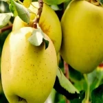 سیب درختی زرد لبنانی | خرید با قیمت ارزان