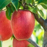 خرید و قیمت سیب درختی قرمز صادراتی