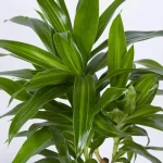خرید باکیفیت ترین انواع گیاه پیله موا با قیمت ارزان