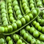 نخود سبز کیلویی Green Peas پا کوتاه پا بلند منبع آهن فسفر