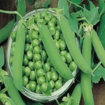 نخود سبز در بازار؛ خام پخته کنسرو شده حاوی پروتئین گیاهی