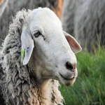 گوسفند زنده پردیس همراه با توضیحات کامل و آشنایی