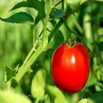گوجه فرنگی امروز یزد؛ ارگانیک حاوی ویتامین 2 سایز (ریز درشت)