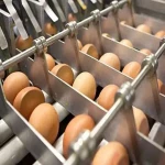 مشخصات ماشین جمع آوری تخم مرغ و نحوه خرید عمده