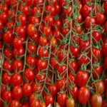 گوجه فرنگی مینیاتوری؛ ترش ریز قرمز حاوی فسفر پتاسیم 1 کیلوگرم