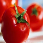 گوجه فرنگی ایران؛ طعم ملایم عدم استفاده مواد شیمیایی Iran