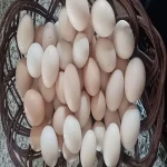 راهنمای خرید تخم مرغ محلی اراک با شرایط ویژه و قیمت استثنایی