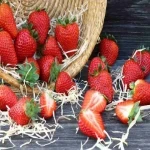 خرید باکیفیت ترین انواع توت فرنگی با قیمت ارزان