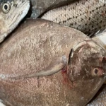 خرید و قیمت روز ماهی حلوا سیاه