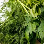 سبزی خوردن امروز؛ درمان سرطان کاهش بوی بد بدن vegetable