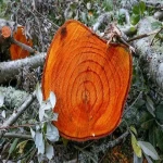 بهترین قیمت خرید چوب درخت پرتقال