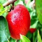سیب درختی درجه یک؛ قرمز زرد سبز متوسط بزرگ طعم شیرین