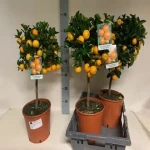 معرفی انواع نهال پرتقال جنوب با سود دهی بالا
