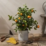 چرا نهال پرتقال رشد نمی کند؟