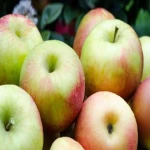 قیمت خرید سیب درختی زرد + راهنمای استفاده