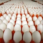 آموزش خرید شانه تخم مرغ گناباد  صفر تا صد