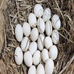آموزش خرید تخم مرغ محلی کرج  صفر تا صد