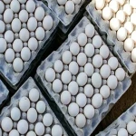 لیست قیمت تخم مرغ صادراتی قزوین به صورت عمده و با صرفه