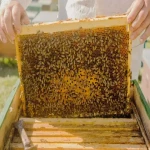 مشخصات کندو زنبور عسل و نحوه خرید عمده