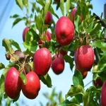 خرید انواع سیب درختی با بهترین قیمت